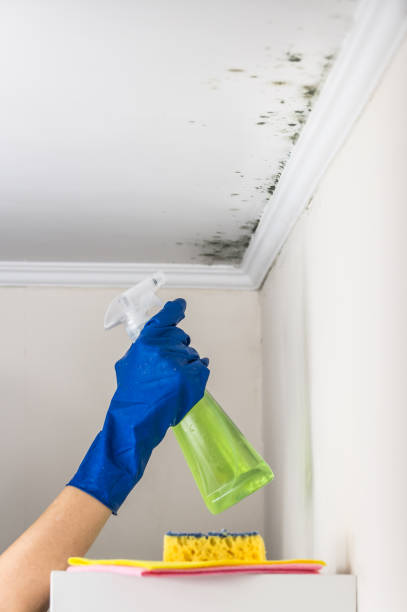 Mold Removal for HVAC Installations in Gilmer, TX